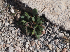 Limonium companyonis