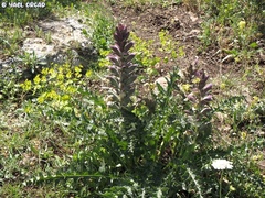 Acanthus syriacus