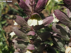 Acanthus syriacus