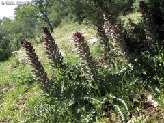 Acanthus syriacus
