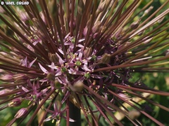 Allium schubertii
