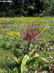 Allium schubertii