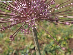 Allium schubertii