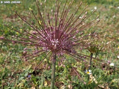 Allium schubertii