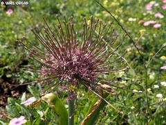 Allium schubertii