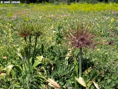 Allium schubertii