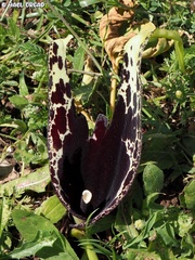 Arum dioscoridis