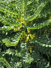Astragalus macrocarpus