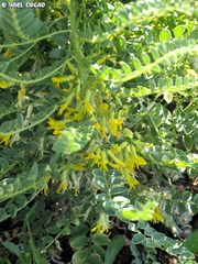Astragalus macrocarpus