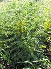 Astragalus macrocarpus