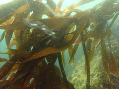 Laminaria pallida