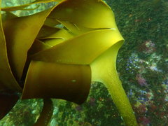 Laminaria pallida