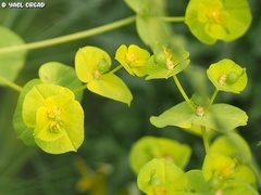 Euphorbia valerianifolia
