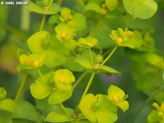 Euphorbia valerianifolia