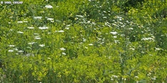 Euphorbia valerianifolia