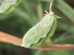 Lathyrus blepharicarpos