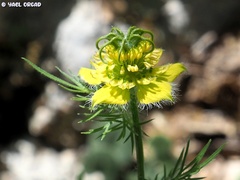 Nigella ciliaris
