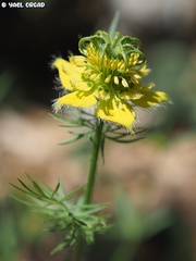 Nigella ciliaris