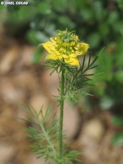 Nigella ciliaris