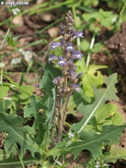 Phelipanche aegyptiaca