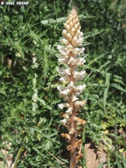 Orobanche palaestina