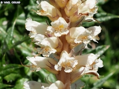 Orobanche palaestina