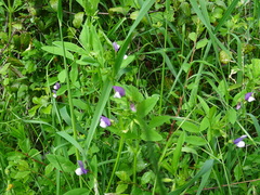 Vicia bithynica