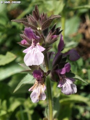 Stachys arabica