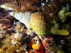 Africofusus ocelliferus