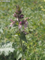 Stachys arabica