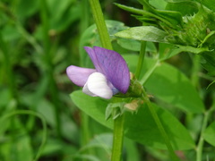 Vicia bithynica
