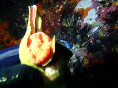 Africofusus ocelliferus