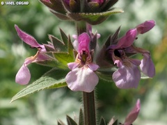 Stachys arabica