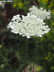 Tordylium trachycarpum