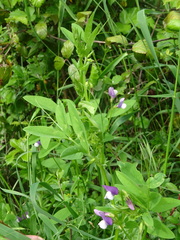 Vicia bithynica