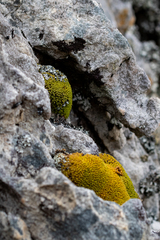 Hypodontium