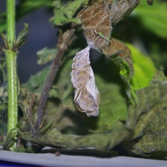 Vanessa atalanta atalanta