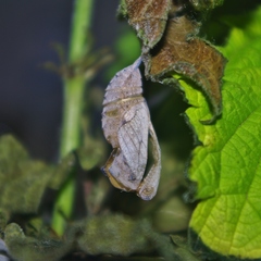 Vanessa atalanta atalanta