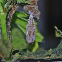 Vanessa atalanta atalanta