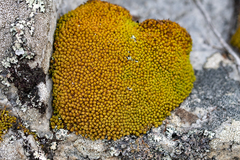 Hypodontium