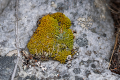 Hypodontium
