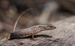 Saproscincus challengeri