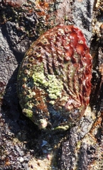 Haliotis spadicea