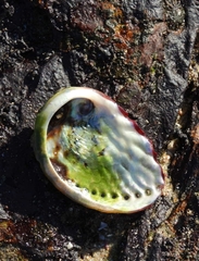 Haliotis spadicea