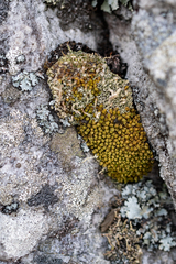 Hypodontium
