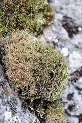 Cladonia subpungens