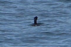 Phalacrocorax neglectus
