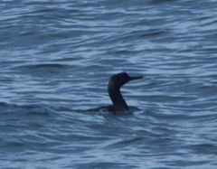 Phalacrocorax neglectus