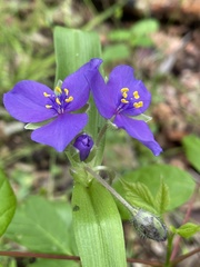 Tradescantia ernestiana