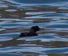 Phalacrocorax neglectus